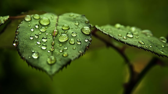 Leaves, Water Drops, Dew, Macro, leaves, water drops, dew, macro, HD wallpaper HD wallpaper