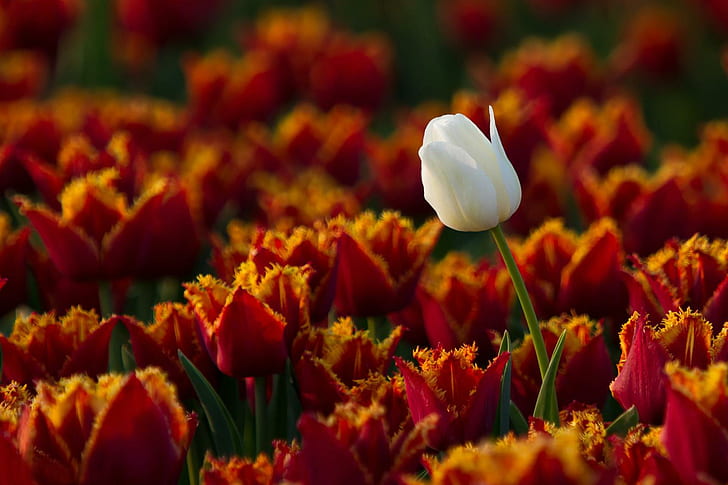 Biała perła, czerwone tulipany, biały tulipan, pojedynczy tulipan, tulipany, piękne tulipany, kocham cię, pole, perła, biała perła, Tapety HD