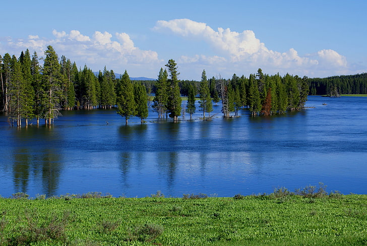 green pine trees, forest, the sky, trees, lake, river, spring, spill, flood, HD wallpaper