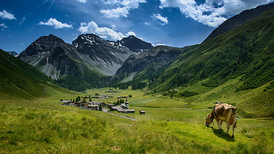 晴れた青い空、dörfli、牛、dörfli、SertigDörfli、茶色の牛、緑の草、ダボス、雲、曇り、Wolken、山、Berge、Berg、Schweiz、スイス、スイスアルプス、スイスアルプスの下の緑の芝生フィールドに茶色の牛、シュヴァイツァー、アルペン、牛、牛、動物、動物、山村、バーグドルフ、絵のように美しい、谷、風景写真、自然、自然、趣のある、牧歌的な、牧草地、夏、風景、屋外、草、風景、ヨーロッパアルプス、ヨーロッパ、牧草地、 HDデスクトップの壁紙 HD wallpaper