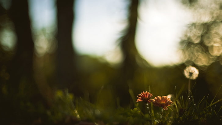 orange Blüten, Natur, Schärfentiefe, Bokeh, Blumen, HD-Hintergrundbild