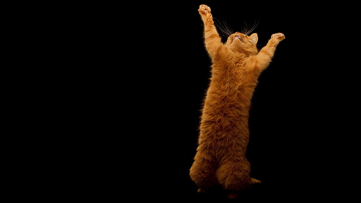 imagem de um gato em pé, HD papel de parede