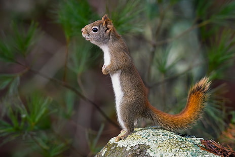 Écureuil, debout, sur, pierre, meilleur, hd, animaux, écureuil, debout, sur, pierre, Fond d'écran HD HD wallpaper