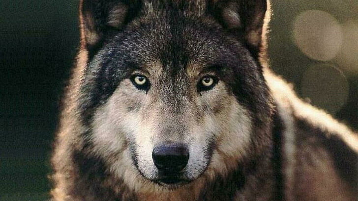 волк, природа, жизнь, животные, глаза, дикое животное, живая природа, HD обои