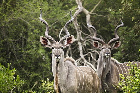 två grå rådjur, kudu, antilop, horn, HD tapet HD wallpaper