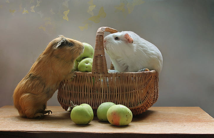 animals, summer, basket, apples, August, rodents, Guinea pigs, HD wallpaper