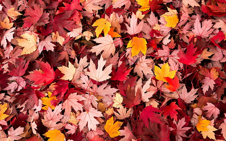 autumn, leaves, macro, background, widescreen, Wallpaper, falling leaves, full screen, HD wallpapers, fullscreen, leave, HD wallpaper