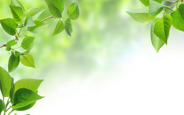 green leaves, leaves, background, tree, green leaves, leaf, branch, HD wallpaper