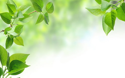 зелени листа, листа, фон, дърво, зелени листа, листа, клон, HD тапет HD wallpaper