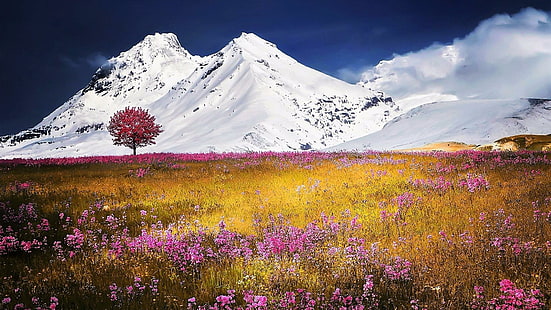 空、モルシャッハ、風景、高地、シュヴィーツ、孤独な木、スイスアルプス、春、山の風景、ワイルドフラワー、アルプス、花、荒野、孤独な木、スイス、自然、山、草原、花畑、 HDデスクトップの壁紙 HD wallpaper