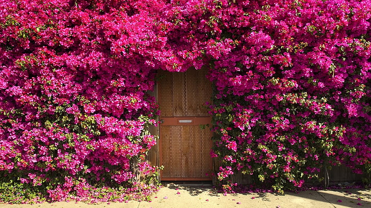 pink flowers, bougainville, fencing, doors, carpet, beauty, HD wallpaper