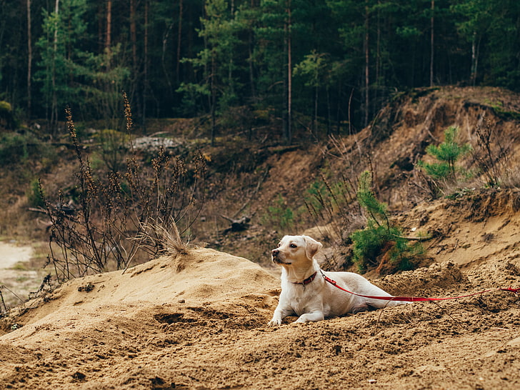 anjing Labrador kuning dewasa, anjing, pasir, tali, berjalan, Wallpaper HD