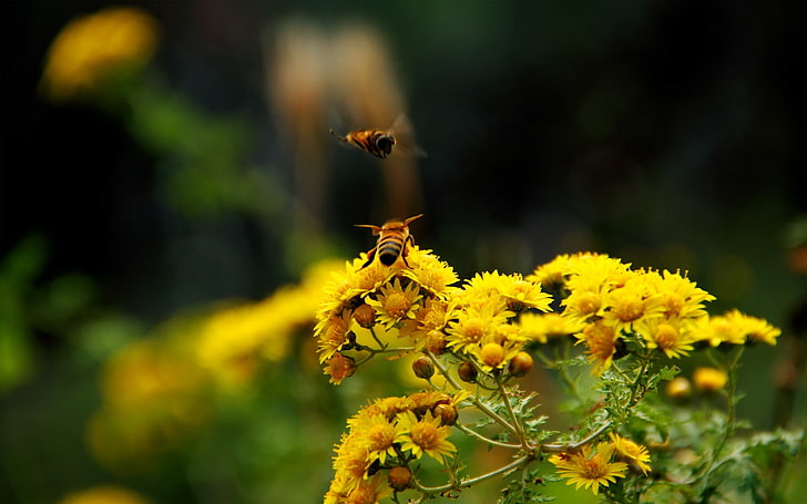 flor pelada verde y amarilla, abejas, flores, macro, Fondo de pantalla HD