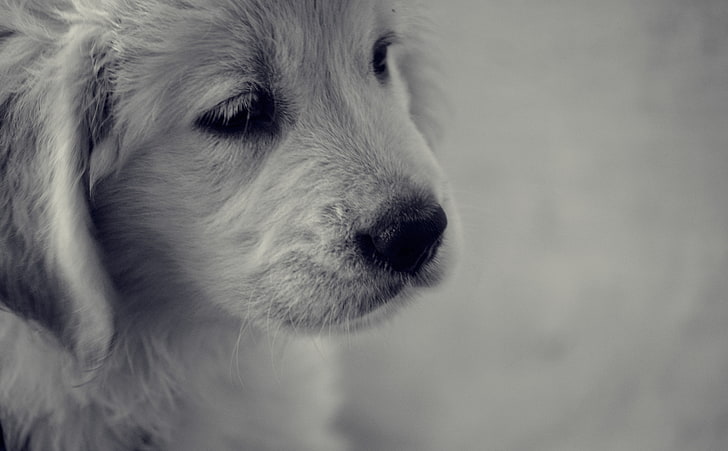 waiting.., golden retriever puppy grayscale photo, Animals, Pets, Waiting, Puppy, Cute, dog, Lovely, HD wallpaper