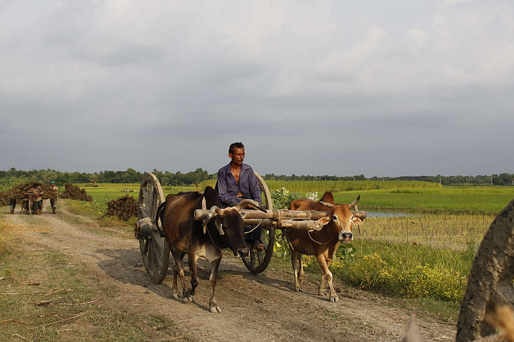 Bangladesh, canal, cowvan, pescador, flor, naturaleza, arroz con cáscara, río, rural, cielo, árbol, pueblo, Fondo de pantalla HD