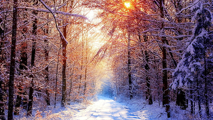 hiver, sentier, arbres, nature, soleil, neige, Fond d'écran HD