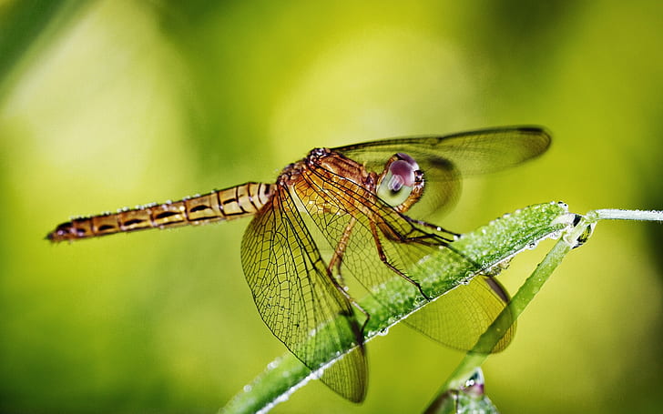 dragonfly, grass, plants, wings, insect, HD wallpaper