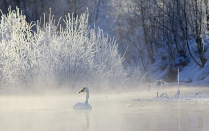 Лебедь, белый лебедь, снег, зима, лебедь, озеро, природа и пейзажи, HD обои