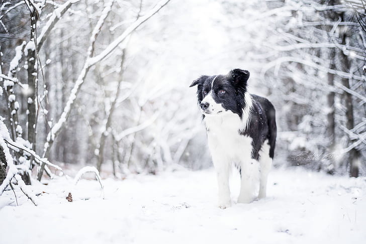 neve, natura, inverno, cane, animali, Sfondo HD