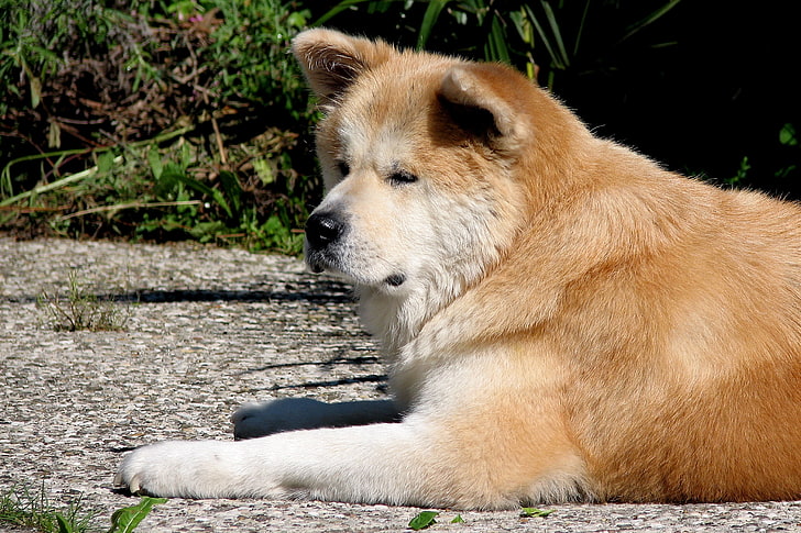 adult shiba inu, akita inu, dog, lie down, tired, HD wallpaper