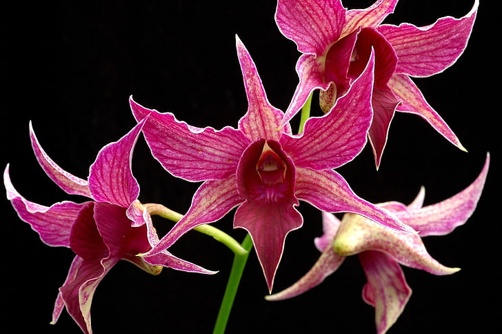 pink orchid flowers, orchid, flower, branch, pink, exotic, black background, HD wallpaper