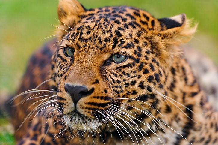 гепард, леопард, лице, голяма котка, хищник, очи, HD тапет
