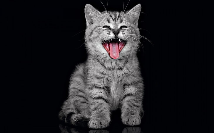 Simpatico sfondo grigio Kitten HD per desktop, Sfondo HD