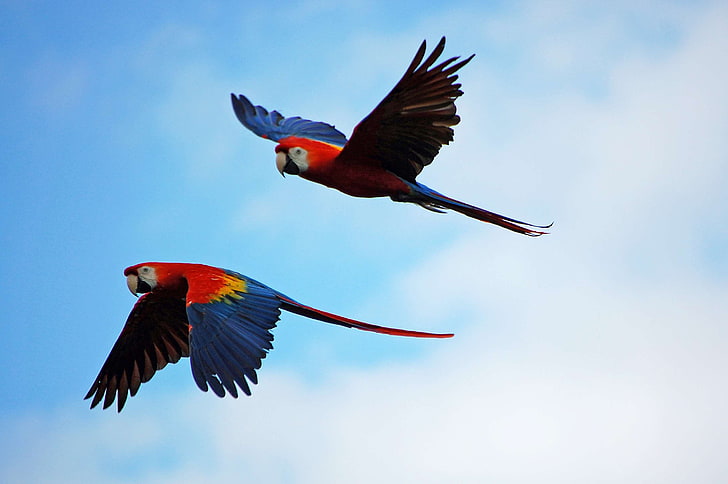 animal, beak, bill, bird, blue, bright, color, colorful, critter, exotic, eye, feather, flying, forest, jungle, living organism, love, macaw, majestic, multi color, nature, pair, parrot, parrots, plumage, prey, red, romanc, HD wallpaper
