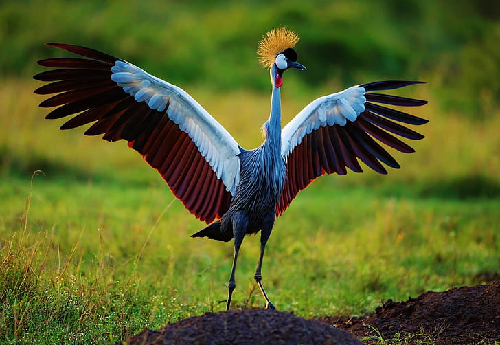 Birds, Grey crowned crane, Animal, Bird, Crane, Wildlife, Wings, HD wallpaper