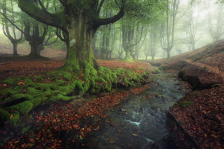 trees, stream, foliage, Spain, beech, HD wallpaper