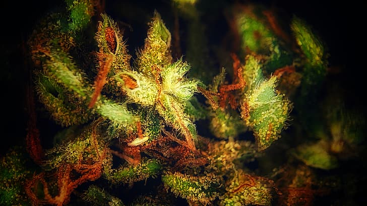 plants, cannabis, microscopic, herb, HD wallpaper