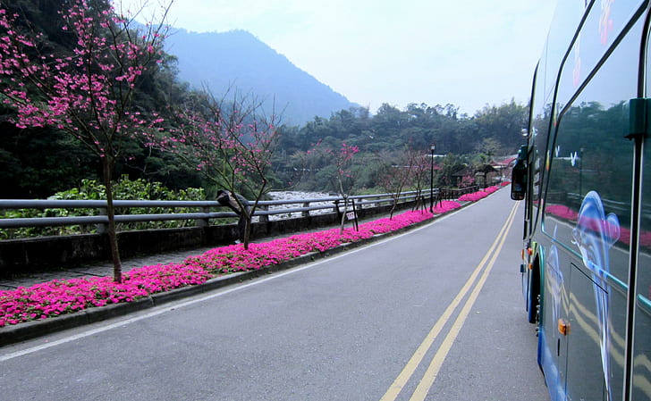 Обзорная экскурсия по цветению сакуры, сакура, русло реки, тур, 3d и аннотация, HD обои