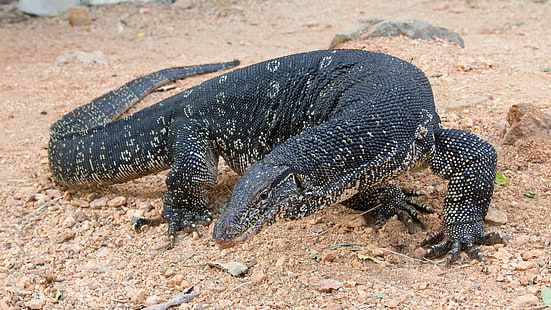 close up photograph of Komodo dragon, Comodo Dragon, Varanus salvator, South Asia, lizard, nature, animal, tourism, black, HD wallpaper HD wallpaper
