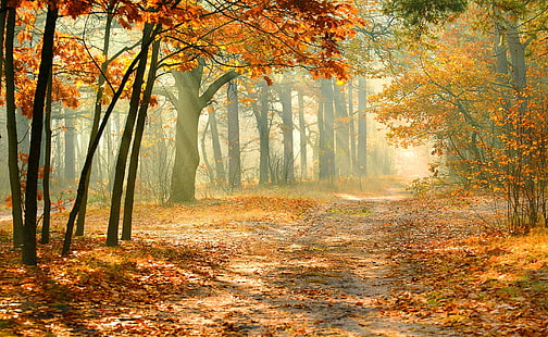 Истинска омагьосана гора, оранжеви и жълтолистни дървета, сезони, есен, жълто, дървета, златни, есен, пътека, пътека, HD тапет HD wallpaper