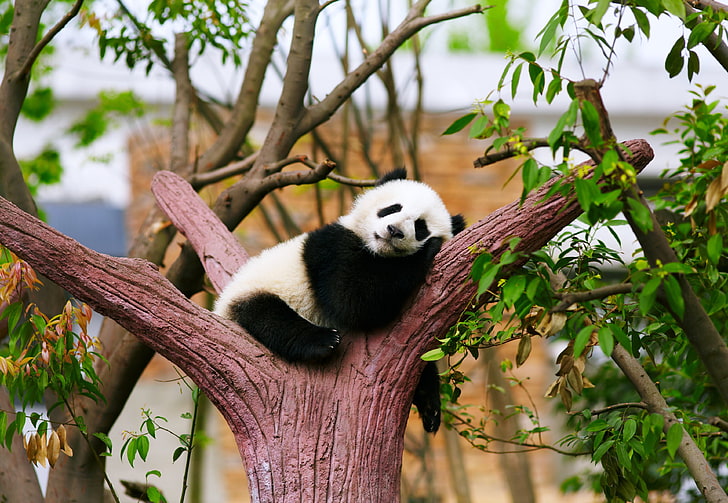 animali, neonato, orso, panda, relax, riposo, assonnato, alberi, zoo, Sfondo HD