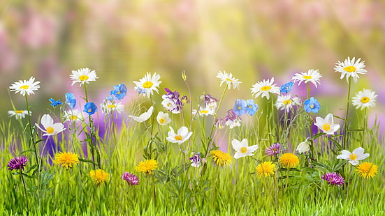 flowers, flower, wildflower, meadow, spring, grass, flora, field, easter, flower field, plant, sunlight, HD wallpaper HD wallpaper