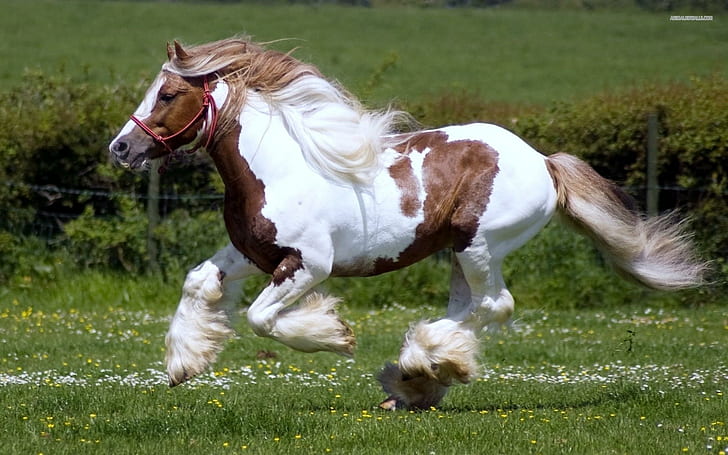 Pony Galloping, kuda putih dan coklat, binatang, kuda poni, alam, margasatwa, kuda, Wallpaper HD