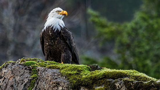 animales, naturaleza, vida silvestre, águila, pájaros, musgo, águila calva, Fondo de pantalla HD HD wallpaper