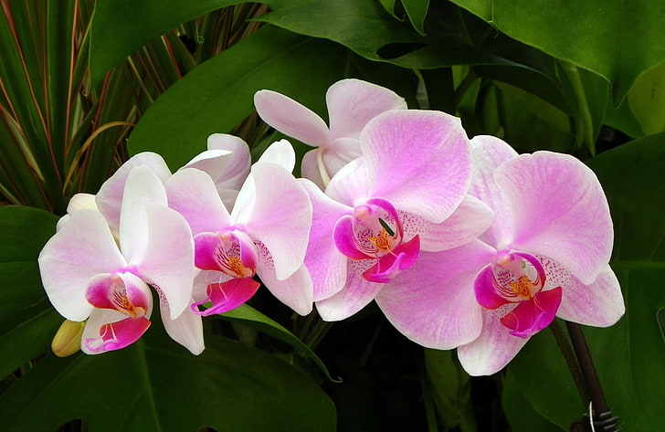 Mehrere rosa-weiße Blüten, Orchidee, Zweig, grün, Nahaufnahme, HD-Hintergrundbild