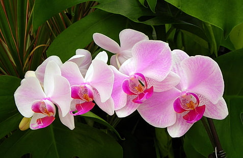няколко розово-бели цветя, орхидея, клон, зелено, едър план, HD тапет HD wallpaper
