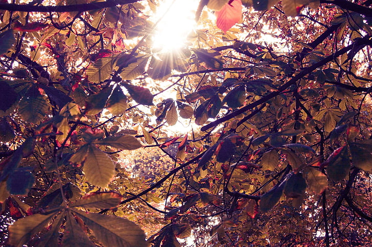 осень, цвет, цвет, красочный, цвета, мечтать, сумерки, лес, Голуэй, Ирландия, лист, листья, природа, оранжевый, фиолетовый, солнечный луч, красный, солнце, солнечный свет, закат, солнечный свет, деревья, сумерки, желтый, HD обои