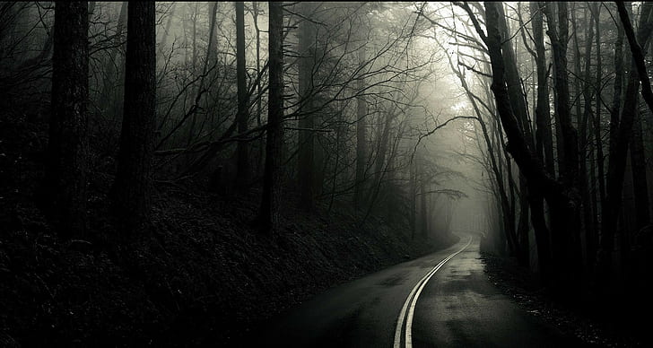 лес, дорога, монохромный, темный, деревья, HD обои