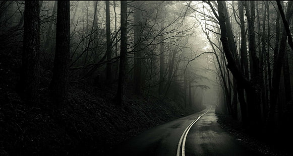лес, дорога, монохромный, темный, деревья, HD обои HD wallpaper