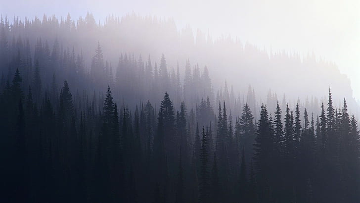 kabut, hutan, Layers, Wallpaper HD