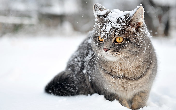 animales, felino, gato, nieve, HD wallpaper