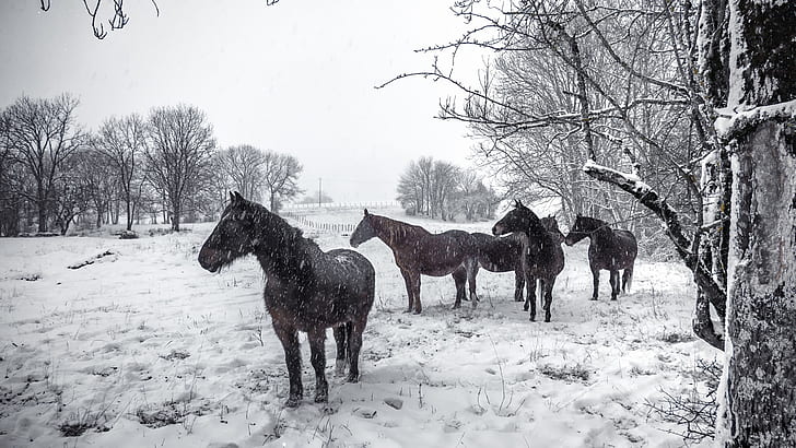 nieve, invierno, animales, caballo, Fondo de pantalla HD