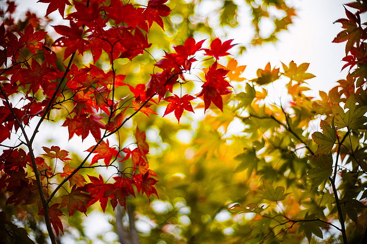 czerwone liście klonu, jesień, liście, drzewa, gałęzie, drzewo, rozmycie, zielony, klon, bordowy, Tapety HD