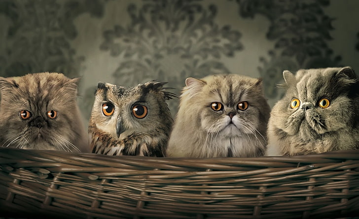 Gatos y búho, tres gatos grises y búho, gracioso, gatos, Fondo de pantalla HD