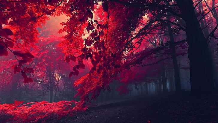 natur röda blad dimma röda, HD tapet