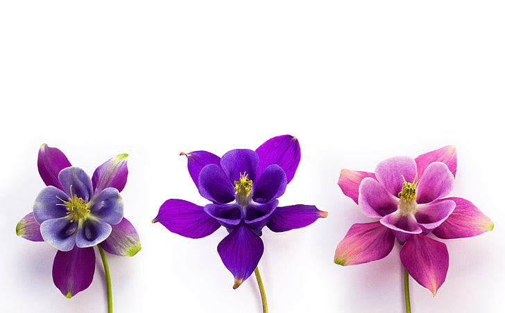 Columbine Flowers, три лилави цветя, Aero, White, Purple, Flowers, Magenta, Blossom, Aquilegia, GrannysBonnet, Columbine, HD тапет